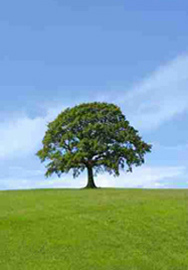 albero